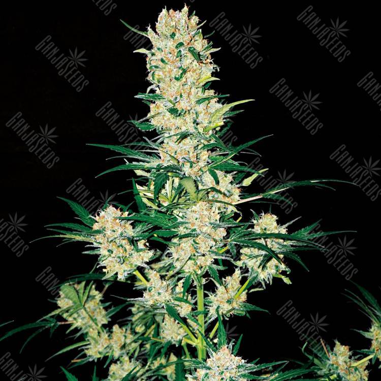 семена конопли интернет магазин Khan Tengri feminised Bang Seeds семена конопли интернет магазин Khan Tengri feminised Bang Seeds