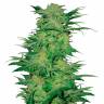 заказ семян конопли Спб Khan Tengri feminised Bang Seeds заказ семян конопли Спб Khan Tengri feminised Bang Seeds