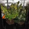 семена индийской конопли LSD feminised Barneys Farm семена индийской конопли LSD feminised Barneys Farm