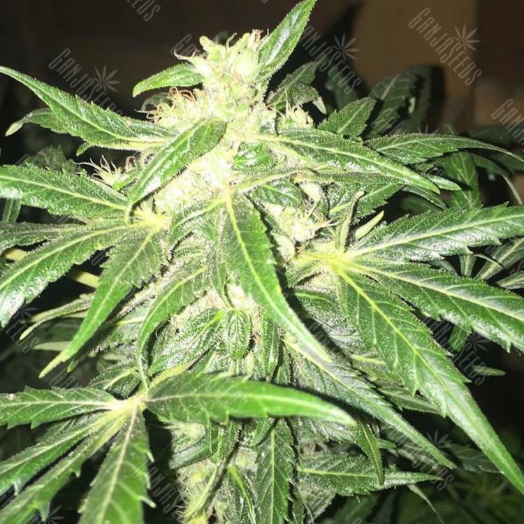 семена конопли f1 в оригинальной упаковке McEarly regular Kannabia Seeds семена конопли f1 в оригинальной упаковке McEarly regular Kannabia Seeds