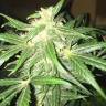 семена конопли f1 в оригинальной упаковке McEarly regular Kannabia Seeds семена конопли f1 в оригинальной упаковке McEarly regular Kannabia Seeds
