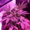 мощные семена конопли Swiss Cheese regular Nirvana Seeds мощные семена конопли Swiss Cheese regular Nirvana Seeds