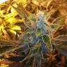где заказать семена конопли Auto Royal Critical feminised Royal Queen