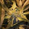 семена конопли почтой Auto Royal Critical feminised Royal Queen