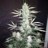 заказать качественные семена конопли Auto Royal Critical feminised Royal Queen