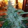 заказать на сайте семена конопли Auto Royal Critical feminised Royal Queen