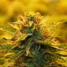 заказ семян конопли Auto Jack 47 feminised Sweet Seeds заказ семян конопли Auto Jack 47 feminised Sweet Seeds