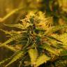 где заказать семена конопли Auto Jack 47 feminised Sweet Seeds где заказать семена конопли Auto Jack 47 feminised Sweet Seeds