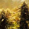 семена конопли наложенным платежом Auto Jack 47 feminised Sweet Seeds семена конопли наложенным платежом Auto Jack 47 feminised Sweet Seeds