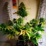 Качественные семена Royal Gorilla feminised Ganja Seeds Качественные семена Royal Gorilla feminised Ganja Seeds