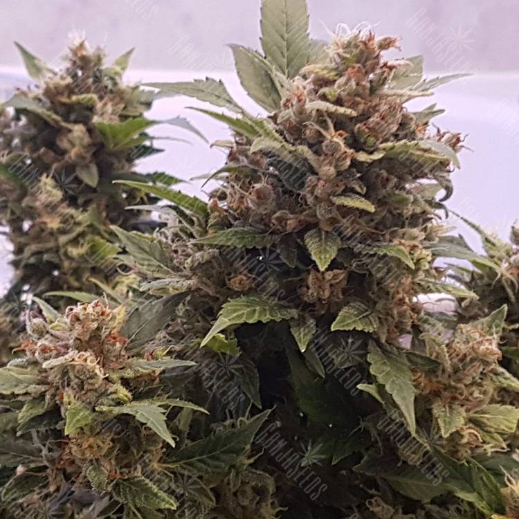 семена конопли индика Auto Big Devil feminised семена конопли индика Auto Big Devil feminised