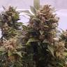 семена конопли индика Auto Big Devil feminised семена конопли индика Auto Big Devil feminised