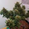 семена конопли медицинской Auto Big Devil feminised семена конопли медицинской Auto Big Devil feminised