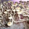 отпечатки псилоцибиновых грибов Panaeolus Cambodginiensis отпечатки псилоцибиновых грибов Panaeolus Cambodginiensis