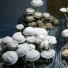 заказать отпечатки псилоцибиновых грибов Panaeolus Cambodginiensis заказать отпечатки псилоцибиновых грибов Panaeolus Cambodginiensis