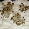 споровая взвесь Panaeolus Cambodginiensis споровая взвесь Panaeolus Cambodginiensis