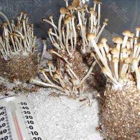 Panaeolus Cambodginiensis Gribo4ek