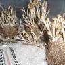 купить отпечатки псилоцибиновых грибов Спб Panaeolus Cambodginiensis купить отпечатки псилоцибиновых грибов Спб Panaeolus Cambodginiensis