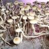 заказать отпечатки псилоцибиновых грибов Panaeolus Cambodginiensis заказать отпечатки псилоцибиновых грибов Panaeolus Cambodginiensis
