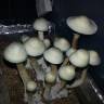 купить отпечатки псилоцибиновых грибов Panaeolus Cambodginiensis купить отпечатки псилоцибиновых грибов Panaeolus Cambodginiensis