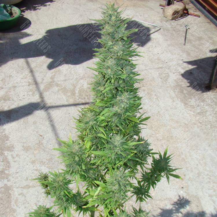 Auto Durban Poison feminised Dutch Passion Seeds Auto Durban Poison feminised Dutch Passion Seeds