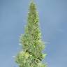 Auto Durban Poison feminised Dutch Passion Seeds Auto Durban Poison feminised Dutch Passion Seeds