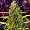 семена конопли f1 в оригинальной упаковке Khan-Shatyr feminised Bang Seeds семена конопли f1 в оригинальной упаковке Khan-Shatyr feminised Bang Seeds