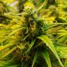 семена сортовой конопли Auto Jet 47 regular семена сортовой конопли Auto Jet 47 regular