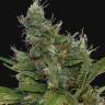 семена конопли f1 в оригинальной упаковке Morning Glory feminised Barneys Farm