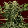 семена конопли в фирменной упаковке Auto Russian feminised Exotic Seed семена конопли в фирменной упаковке Auto Russian feminised Exotic Seed