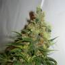 качественные семена конопли NeiL Haze regular Kannabia Seeds качественные семена конопли NeiL Haze regular Kannabia Seeds