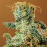 семена сортовой конопли White Castle regular Nirvana Seeds семена сортовой конопли White Castle regular Nirvana Seeds