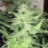 семена конопли автоцвет Auto Royal Dwarf feminised Royal Queen семена конопли автоцвет Auto Royal Dwarf feminised Royal Queen