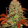 семена конопли белая вдова White Widow x Bubble Gum feminised семена конопли белая вдова White Widow x Bubble Gum feminised