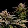 семена конопли феминизированные White Widow x Bubble Gum feminised семена конопли феминизированные White Widow x Bubble Gum feminised
