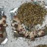 отпечатки псилоцибиновых грибов в России Tasmanian отпечатки псилоцибиновых грибов в России Tasmanian