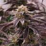 семена конопли в оригинальных упаковках Auto King’s Kush feminised Green House Seeds семена конопли в оригинальных упаковках Auto King’s Kush feminised Green House Seeds