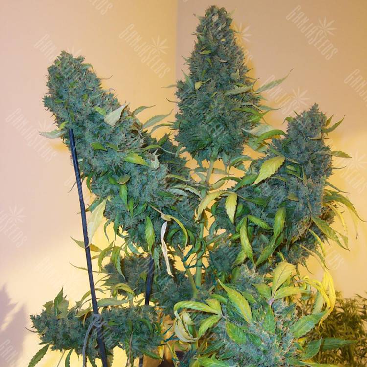 Auto Euforia feminised Dutch Passion Seeds Auto Euforia feminised Dutch Passion Seeds