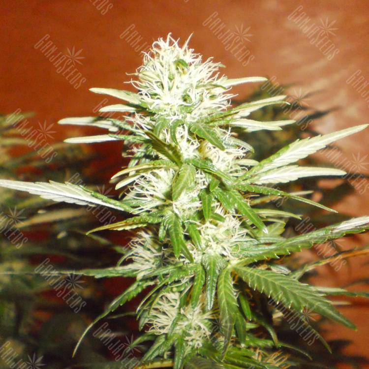 семена конопли феминизированные Kun feminised Bang Seeds семена конопли феминизированные Kun feminised Bang Seeds