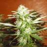 семена конопли феминизированные Kun feminised Bang Seeds семена конопли феминизированные Kun feminised Bang Seeds