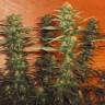 качественные семена конопли Kun feminised Bang Seeds качественные семена конопли Kun feminised Bang Seeds