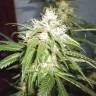 урожайные семена конопли Kun feminised Bang Seeds урожайные семена конопли Kun feminised Bang Seeds