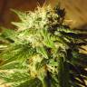 семена конопли в оригинальных упаковках Kun feminised Bang Seeds семена конопли в оригинальных упаковках Kun feminised Bang Seeds