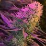 качественные семена конопли Orange Sherbert feminised Barneys Farm качественные семена конопли Orange Sherbert feminised Barneys Farm