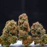 семена конопли недорого Orange Sherbert feminised Barneys Farm семена конопли недорого Orange Sherbert feminised Barneys Farm