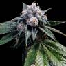 семена конопли курьером Lemon Walker feminised DNA Genetics семена конопли курьером Lemon Walker feminised DNA Genetics
