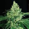 семена конопли f1 в оригинальной упаковке Auto Sir Jack feminised Exotic Seed семена конопли f1 в оригинальной упаковке Auto Sir Jack feminised Exotic Seed