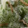 семена конопли дешево Auto Super Hash feminised Pyramid Seeds семена конопли дешево Auto Super Hash feminised Pyramid Seeds