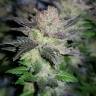 Качественные семена марихуаны купить Auto Critical Plus feminised Ganja Seeds Качественные семена марихуаны купить Auto Critical Plus feminised Ganja Seeds