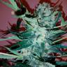Семена марихуаны Auto Royal Critical feminised Ganja Seeds заказать Семена марихуаны Auto Royal Critical feminised Ganja Seeds заказать